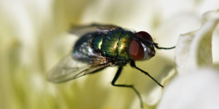 DEET-freie Insektenschutzmittel: Effektiver Schutz ohne Chemie