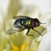 DEET-freie Insektenschutzmittel: Effektiver Schutz ohne Chemie