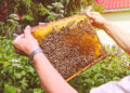 Urban Beekeeping: Imkern in der Stadt und seine Vorteile