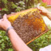Urban Beekeeping: Imkern in der Stadt und seine Vorteile