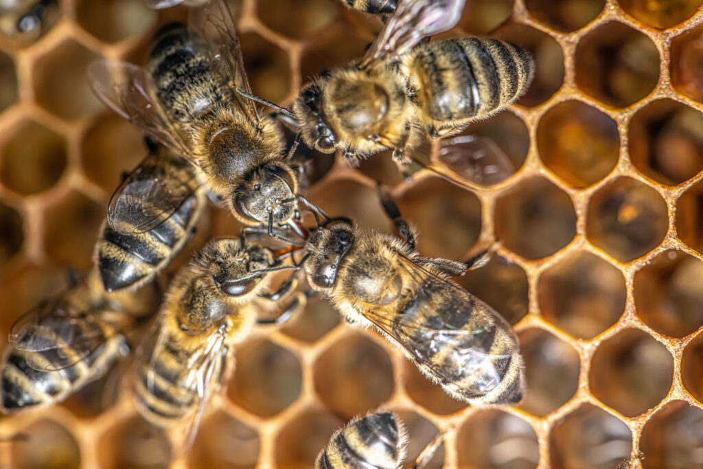 Urban Beekeeping: Imkern in der Stadt und seine Vorteile